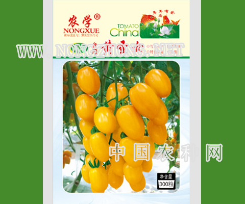 黄圣女西红柿种子